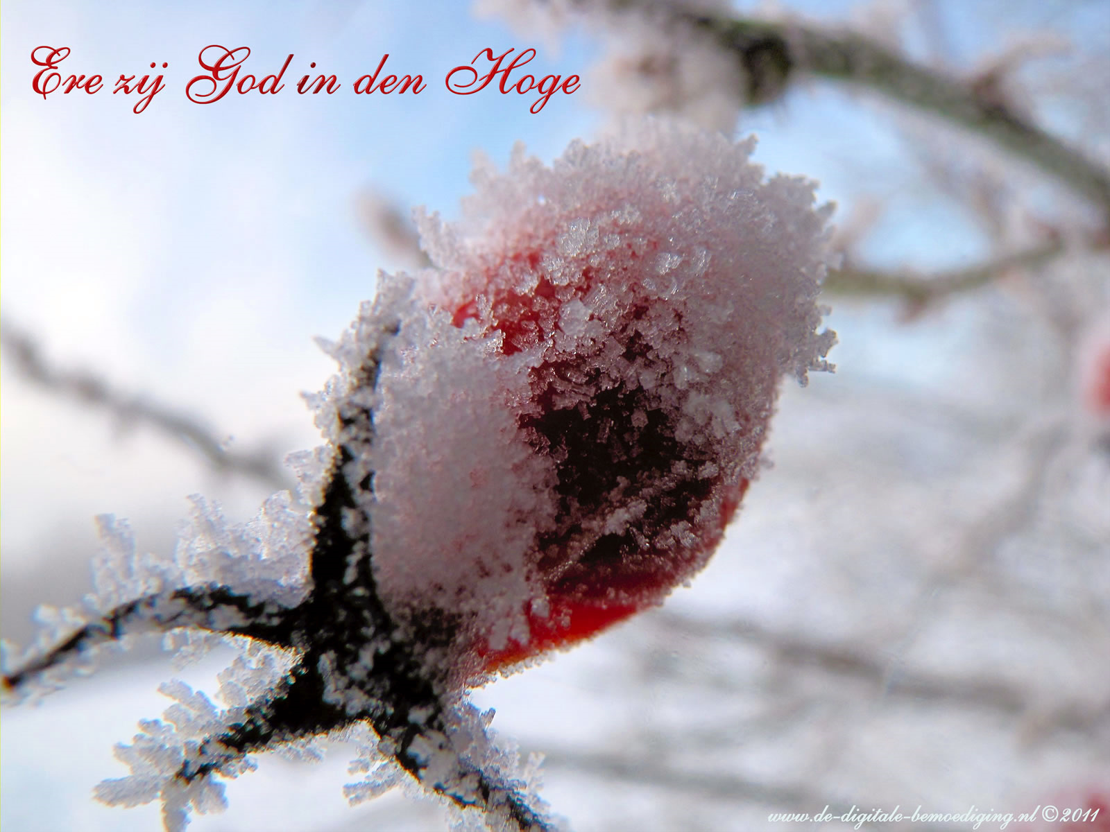 Gezegende Kerstdagen Ecard Rode Roos