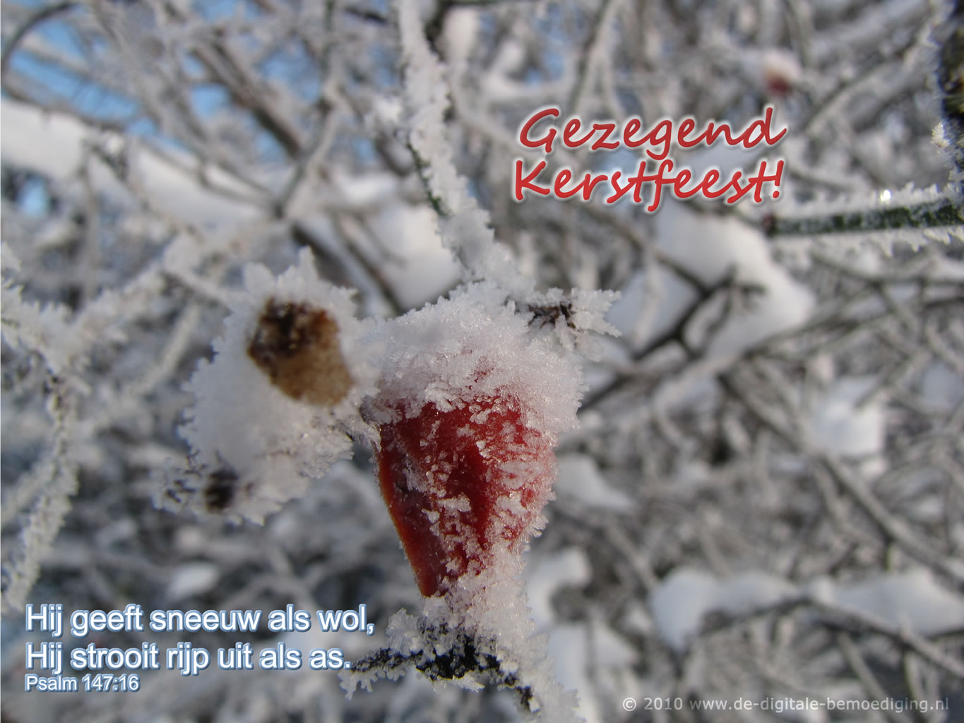 Hij geeft sneeuw als wol, Hij strooit rijp uit als as. Rozenbottel in de rijp, sneeuw.