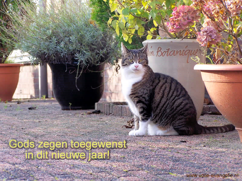 Gelukkig Nieuwjaar Poes: "Humpie" Gods Zegen toegewenst in dit nieuwe jaar!