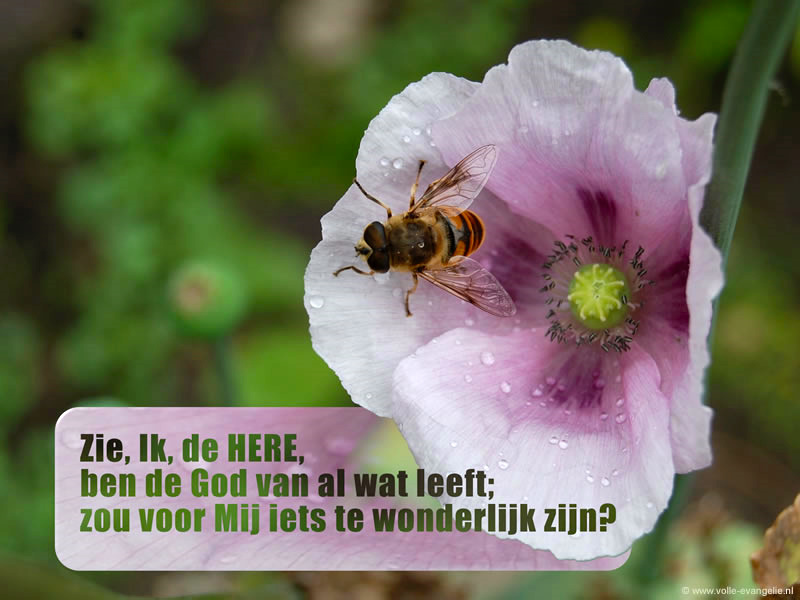 Zou voor de Here iets te Wonderlijk zijn?