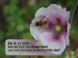 Wonderlijk