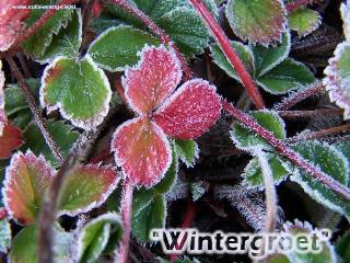 Wintergroet