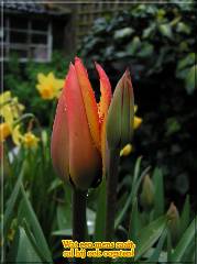 Tulp