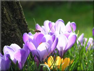 Crocus