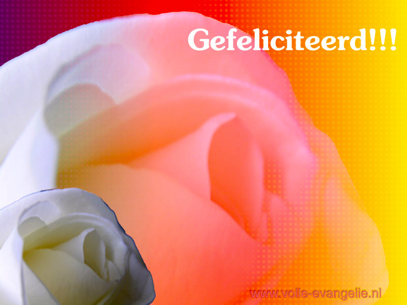 Gefeliciteerd -Roos-