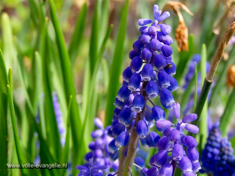 Blauwe druifjes