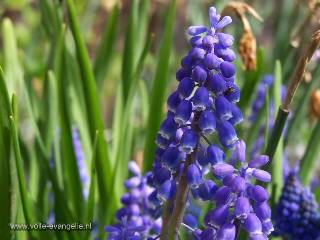 Blauwe druifjes