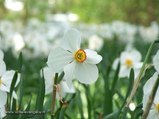 Witte narcis