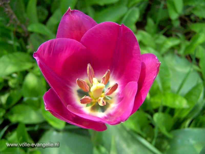 Rozerode Tulp