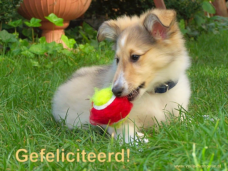 Gefeliciteerd -Sheltie-