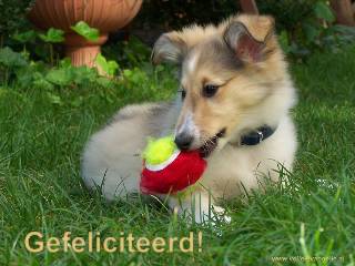 Gefeliciteerd -Sheltie-