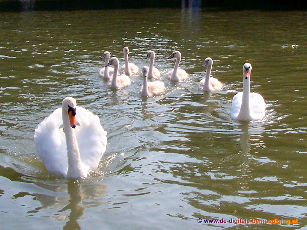 Zeven jonge zwanen