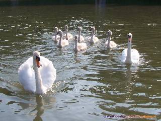 Zeven jonge zwanen