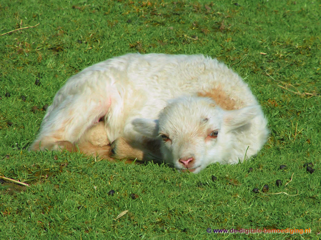 Jong lammetje liggend in het gras