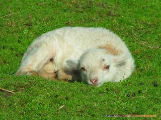 Jong lammetje liggend in het gras