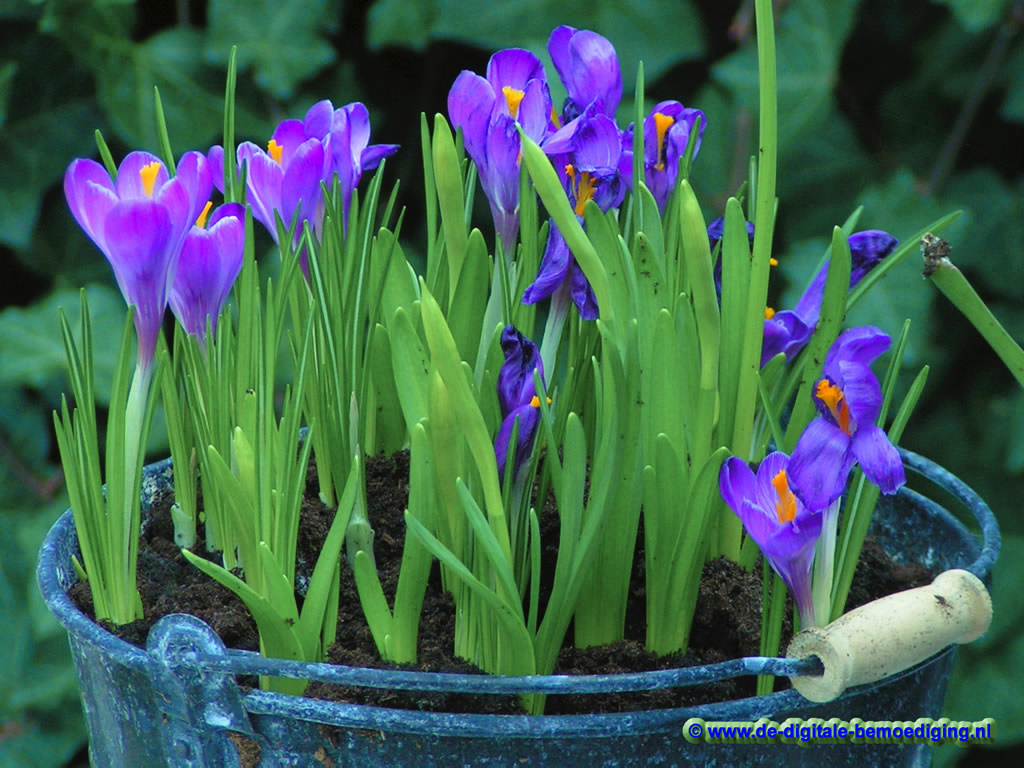 Paarse Crocussen