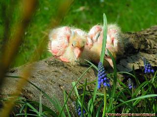 Jonge duifjes op boomstam