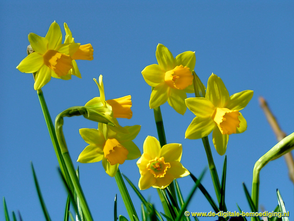 Gele narcissen tegen een blauwe lucht