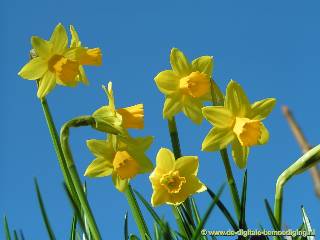 Gele narcissen tegen een blauwe lucht