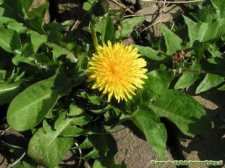 De Paardenbloem