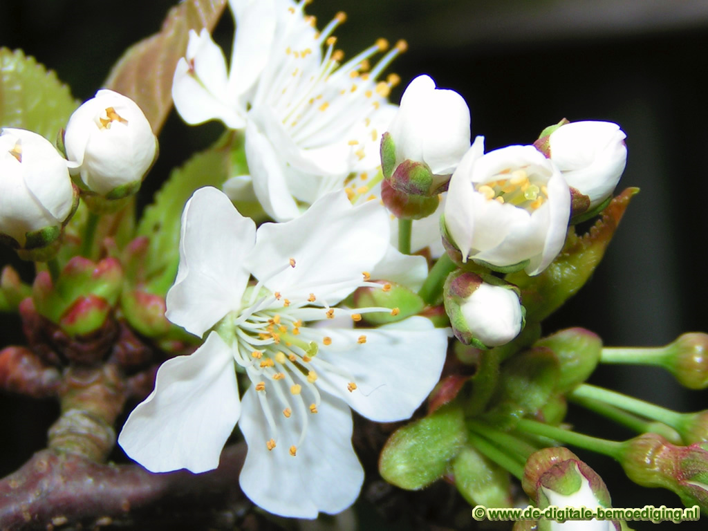 Witte bloesem