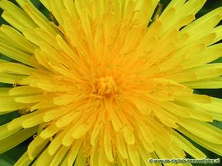 Taraxacum officinale