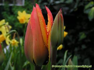 Rode tulp met regendruppels