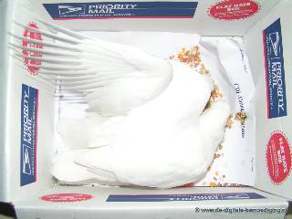 Luchtpost... Witte duiven in een doos