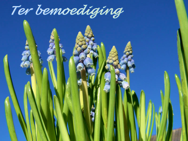 Ter bemoediging -Blauw Druifje-