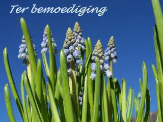 Ter bemoediging -Blauw Druifje-