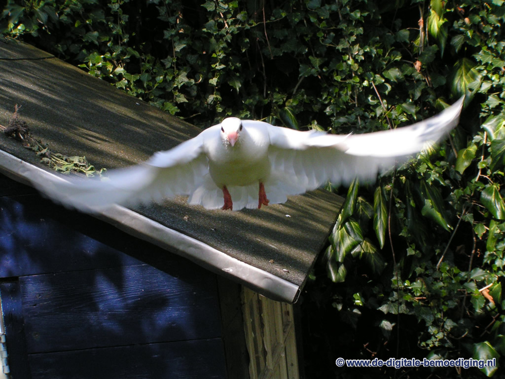 Aanvliegende witte duif