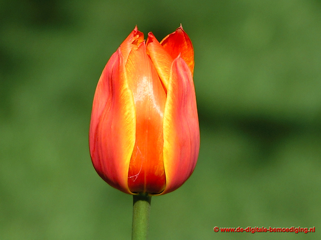 Rood met gele tulp op groene achtergrond