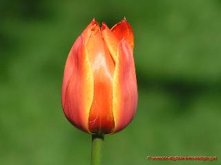 Rood met gele tulp op groene achtergrond