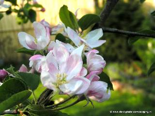 Wit-roze bloesem