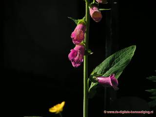 Digitalis