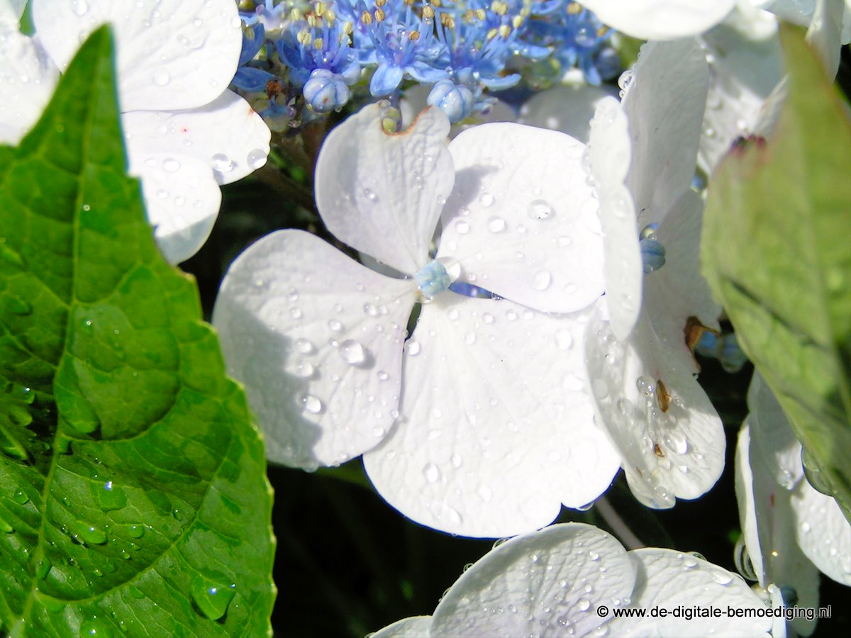 Witte Hortensia