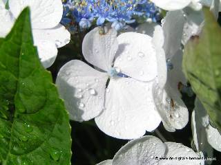 Witte Hortensia