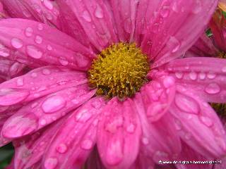 Roze bloem met regendruppels