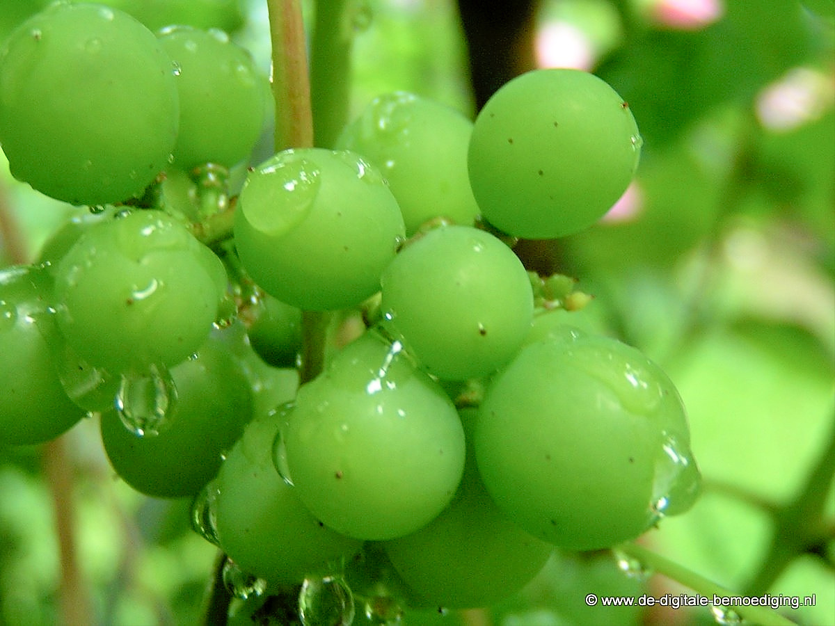 Groene druiventros