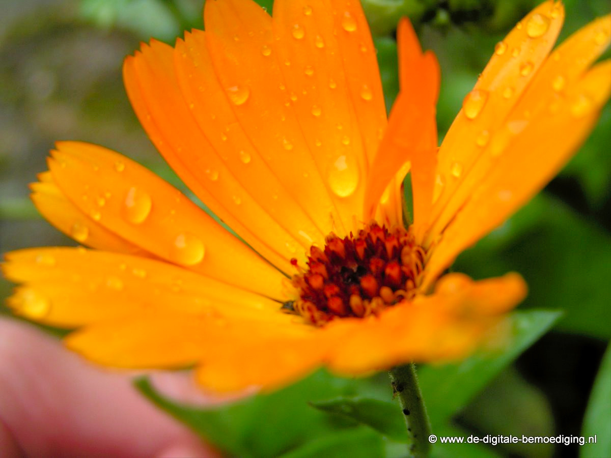 Oranje bloem