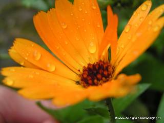 Oranje bloem