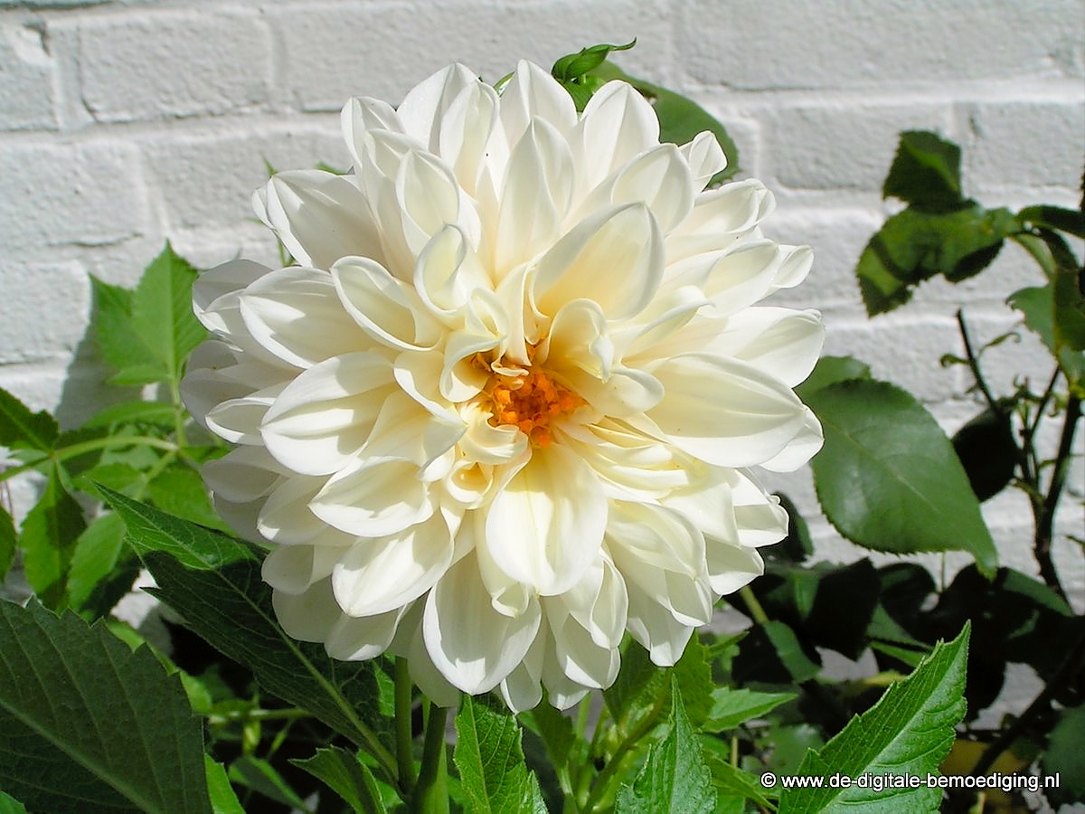 Witte Dahlia