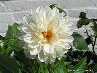 Witte Dahlia