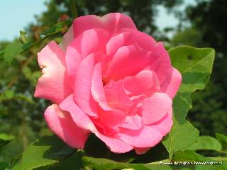 Een Roze Roos