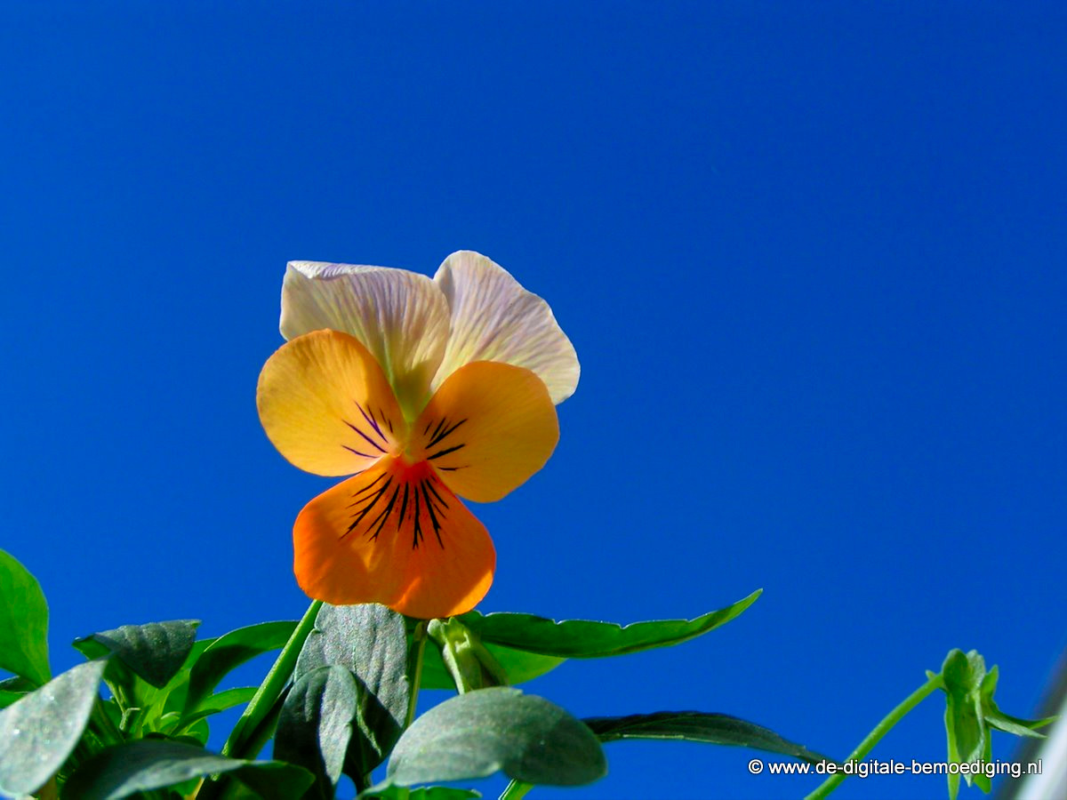 Viooltje met blauwe lucht