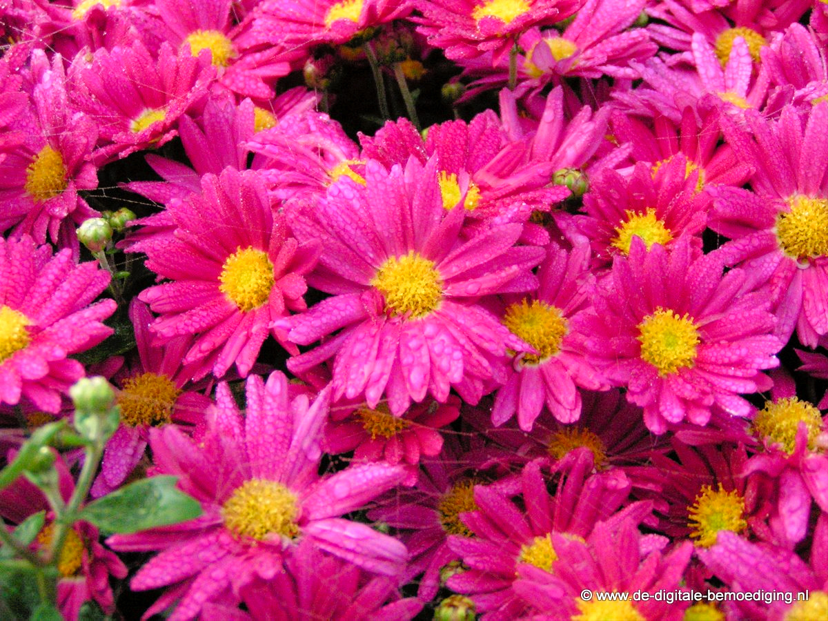 Chrysant