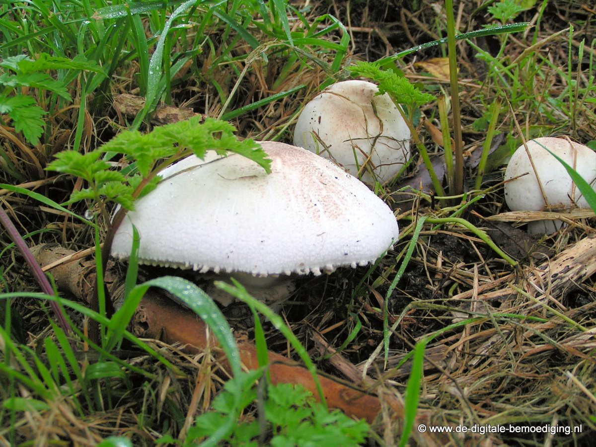 Paddestoelen in het gras