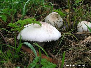 Paddestoelen in het gras