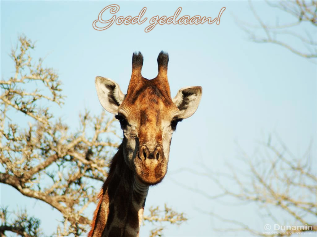 Goed gedaan Giraffe