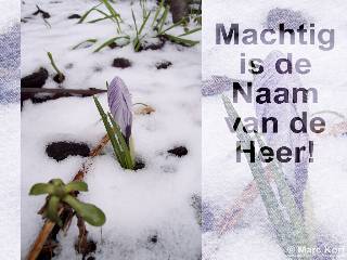 Crocus in de Sneeuw